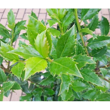 Ostrokrzew Meservy Hackenfee