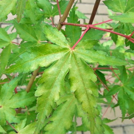 Klon palmowy Katsura