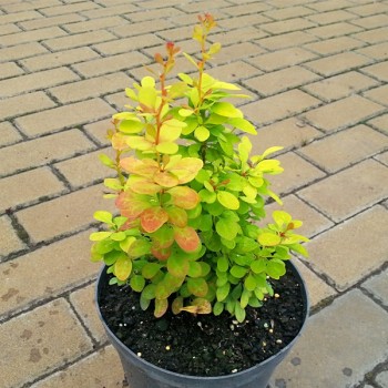 Berberys Thunberga Aurea