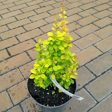 Berberys Thunberga Aurea