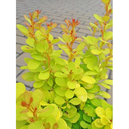 Berberys Thunberga Aurea