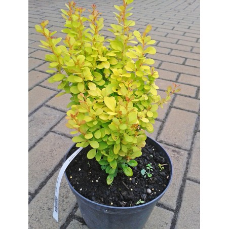 Berberys Thunberga Aurea