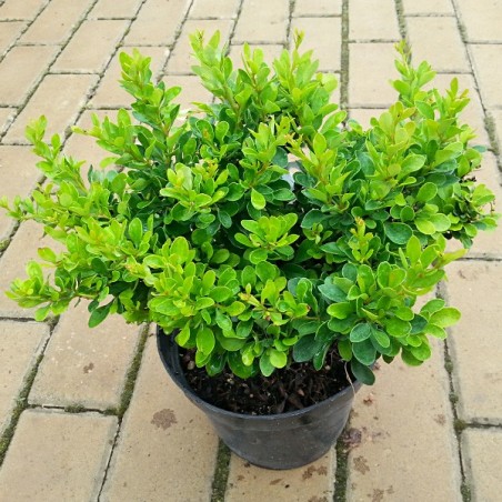 Berberys Thunberga Kobold