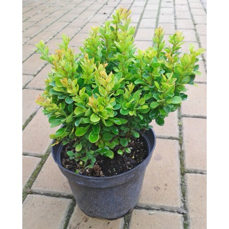 Berberys Thunberga Kobold