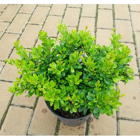 Berberys Thunberga Kobold