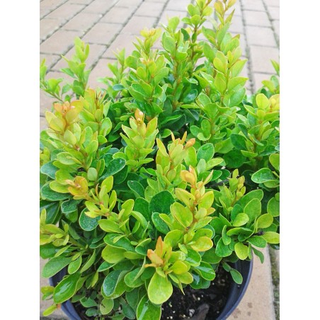 Berberys Thunberga Kobold