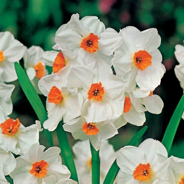 Narcyz Geranium Narcyz Geranium