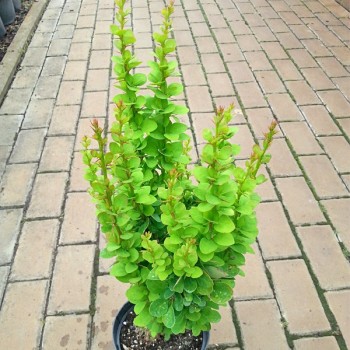 Berberys Thunberga Erecta