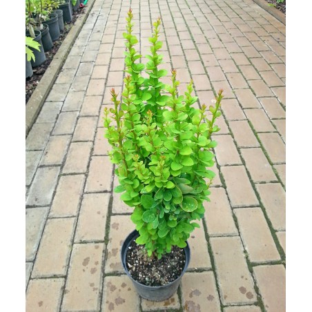 Berberys Thunberga Erecta