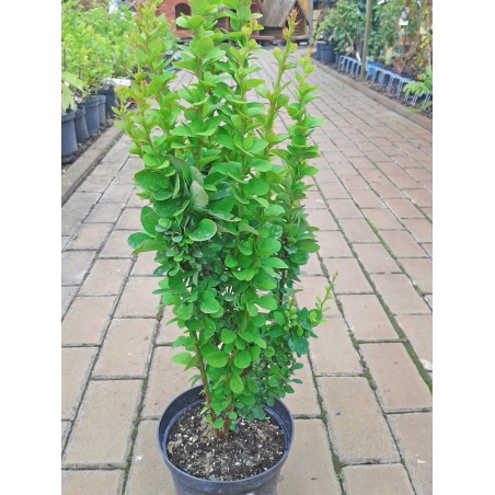 Berberys Thunberga Erecta