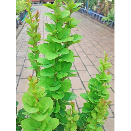 Berberys Thunberga Erecta