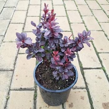 Berberys Thunberga Concorde