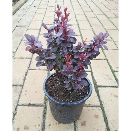 Berberys Thunberga Concorde