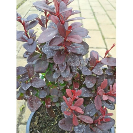 Berberys Thunberga Concorde