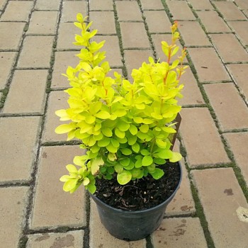 Berberys Thunberga Maria