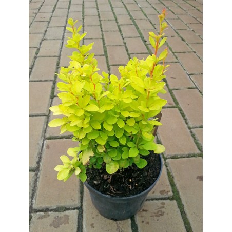 Berberys Thunberga Maria
