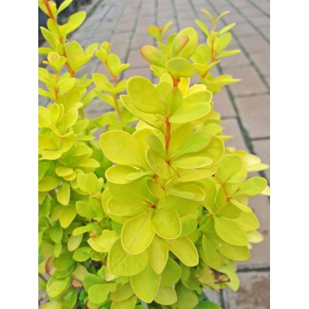 Berberys Thunberga Maria