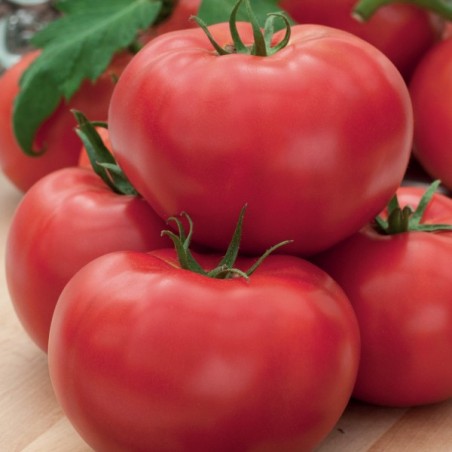 Pomidor gruntowy wysoki Tolek