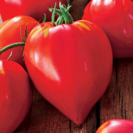Pomidor Bawole Serce nasiona 0,2g