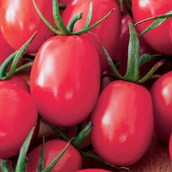 Pomidor Malinowy Smaczek nasiona 0,2g
