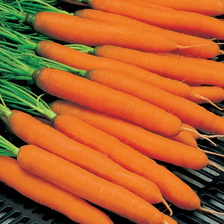 Marchew Amsterdamska