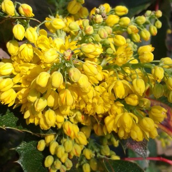 Mahonia pospolita Apollo