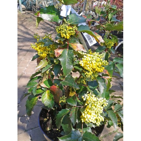 Mahonia pospolita Apollo