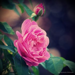 róża lipiec