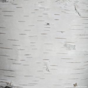 brzoza pożyteczna himalajska biała kora