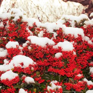 ognik szkarłatny w śniegu owoce liście zimą