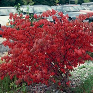 trzmielina oskrzydlona czerwone liście
