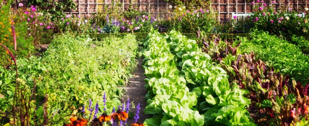 Sąsiedztwo warzyw - jakie rośliny sadzić koło siebie?