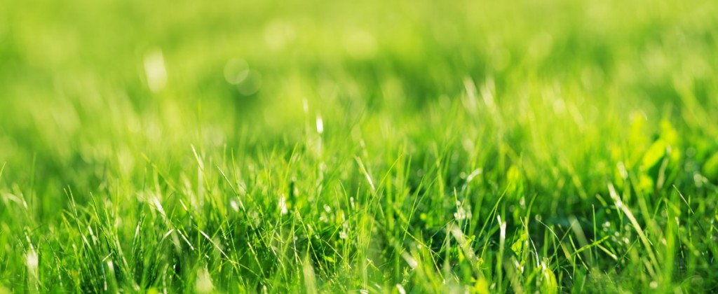 Jak i kiedy najlepiej wapnować trawnik?