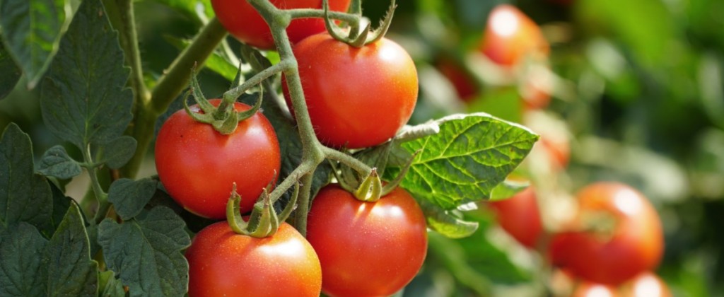 Sadzenie i uprawa pomidorów - przydatne informacje