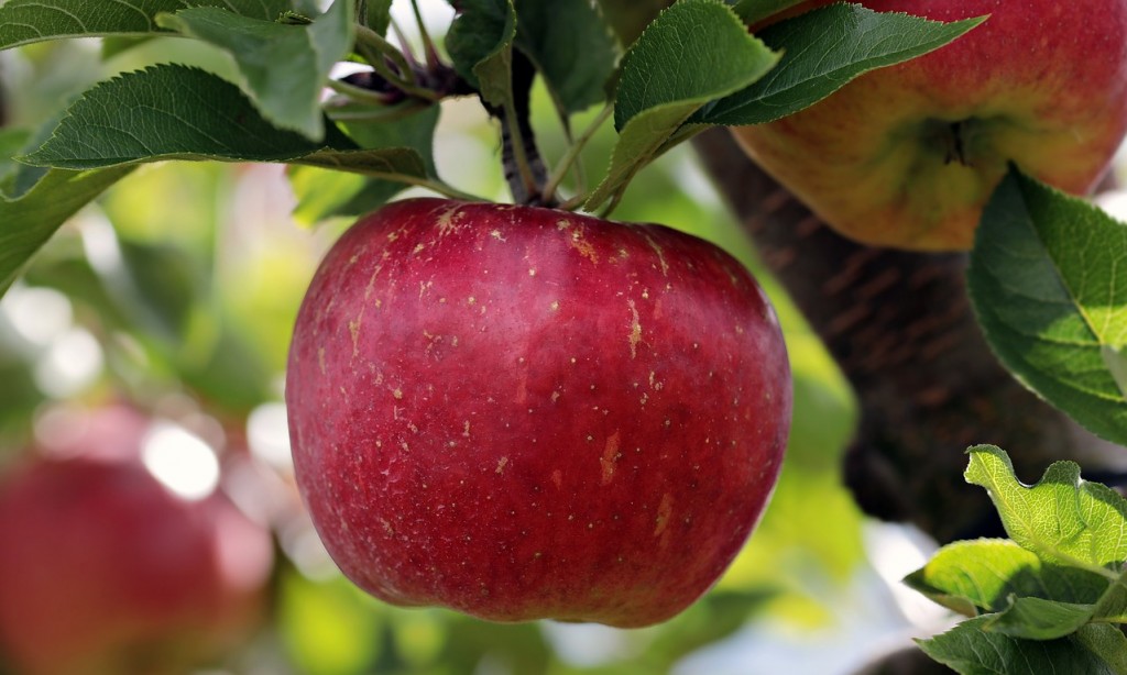 	 Sekrety pielęgnacji drzew owocowych - przycinanie jest kluczowe