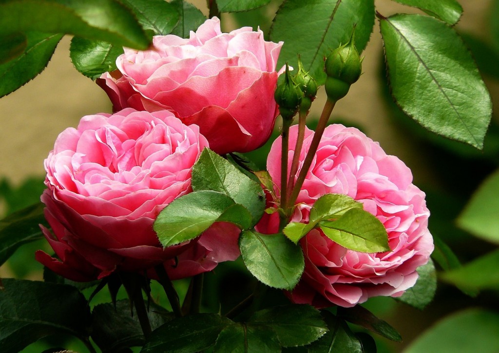 Róże piękne i zdrowe - co wysypać wokół nich?