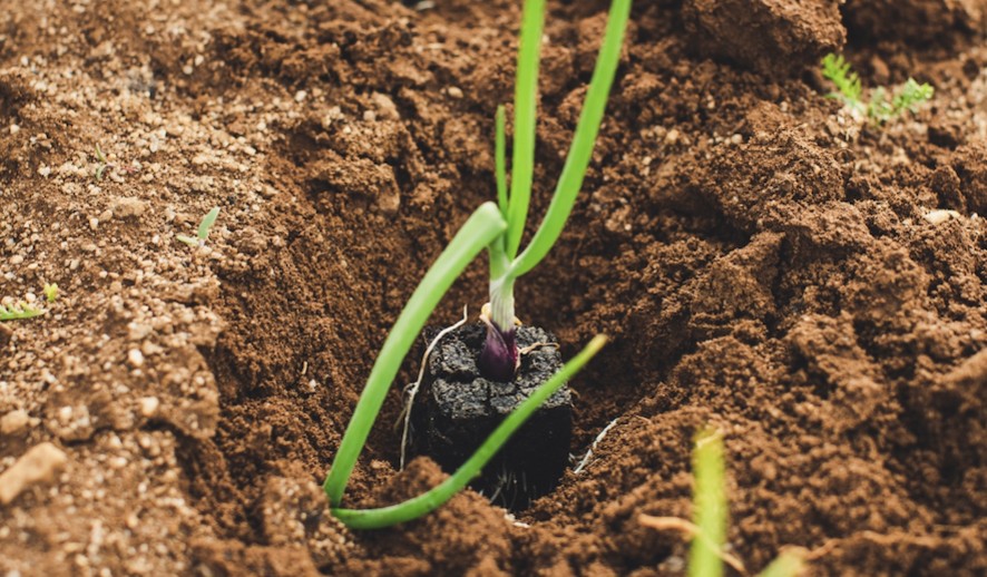 Sadzenie cebuli dymki – kiedy, jak gdzie? Praktyczny poradnik dla początkujących ogrodników
