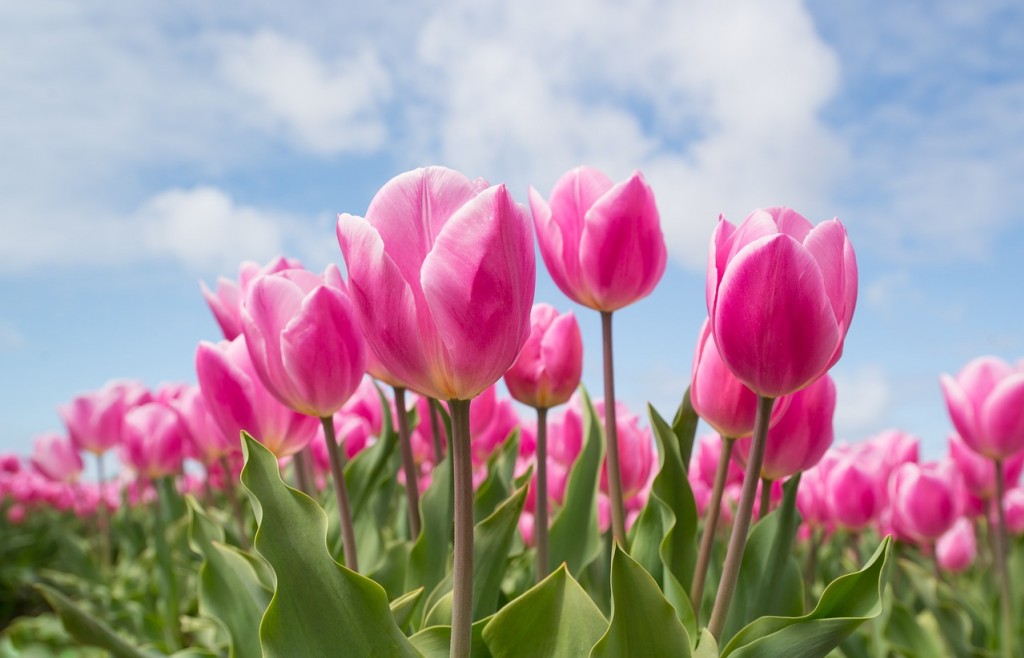 Jak głęboko sadzić tulipany? Praktyczny poradnik