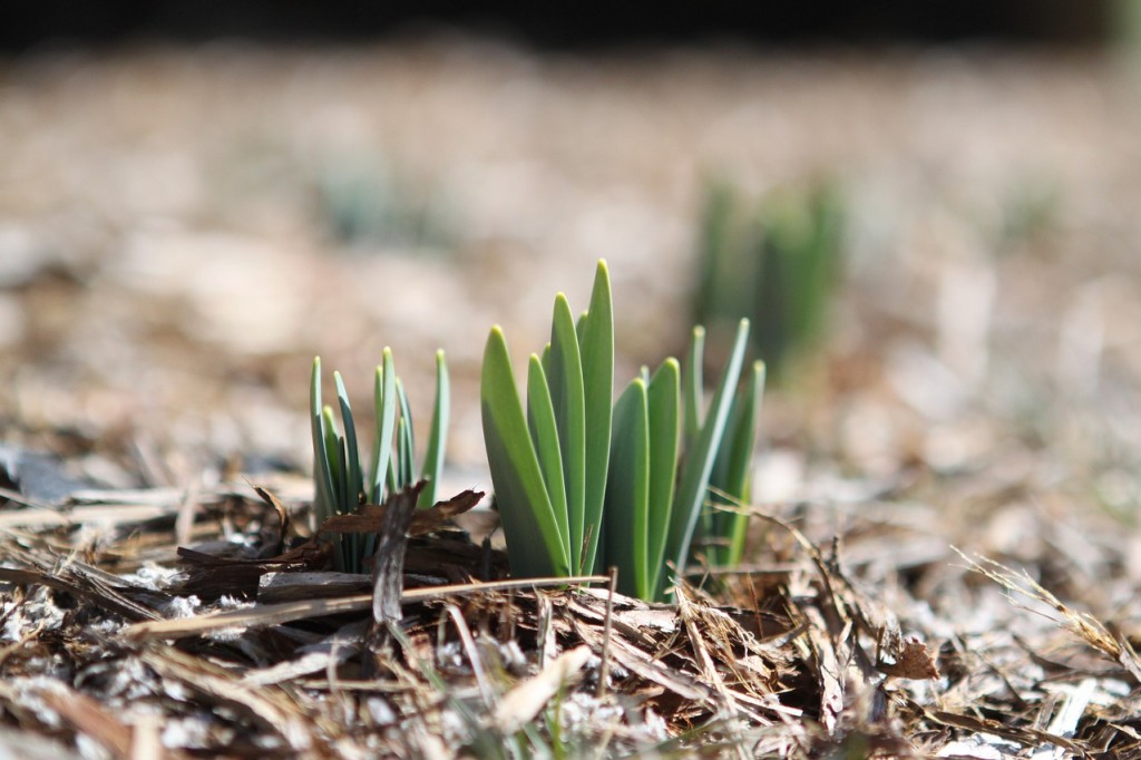 Najlepsze porady ogrodnicze na kwiecień: Przygotuj swój ogród na wiosnę