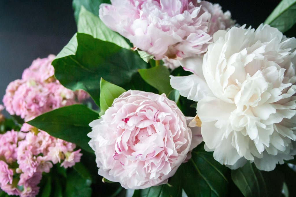 7 Kwiatów, które musisz posadzić, aby Twój ogród kwitł majestatycznie