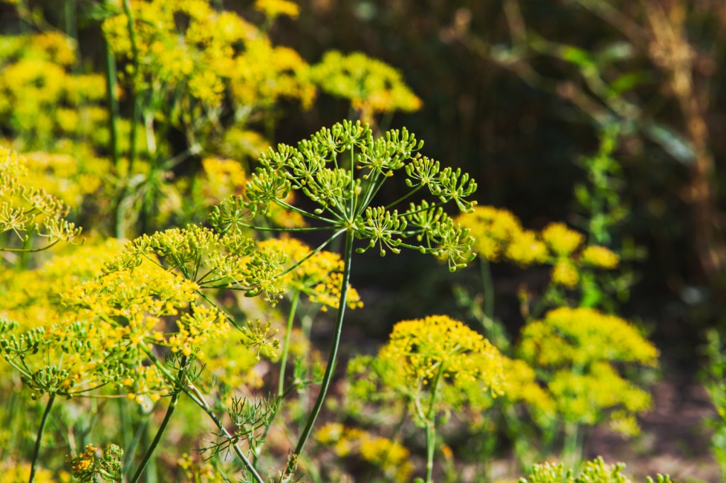 Uprawa kopru ogrodowego – od wysiewu do zbiorów. Jakie  uzyskać aromatyczne liście?
