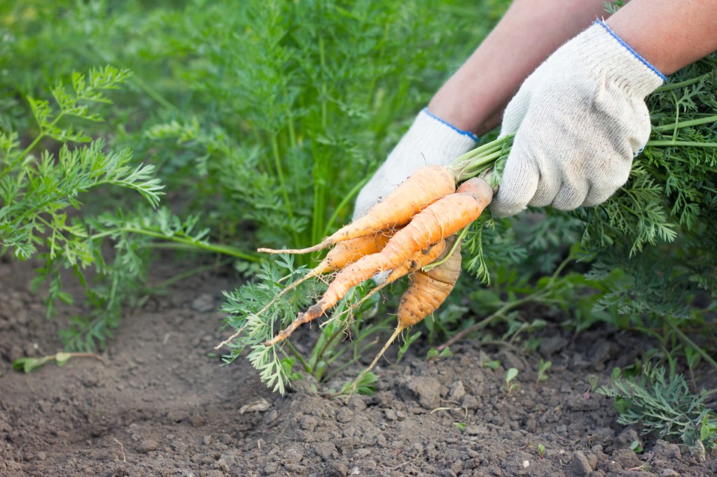 Uprawa marchwi – jak poprawnie siać, pielęgnować i unikać najczęstszych błędów przy uprawie tej rośl