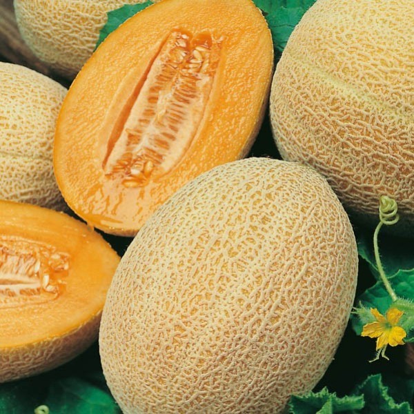 Melon w ogrodzie – kiedy wysiewać nasiona, jak pielęgnować rośliny i jak osiągnąć słodkie plony w kr