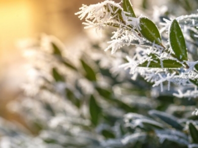 Kalendarium Ogrodnika: grudzień