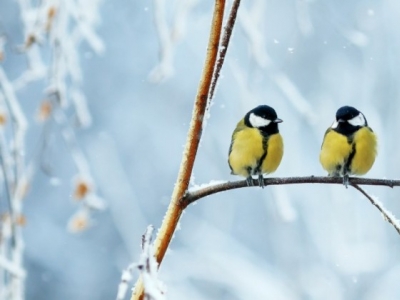 Kalendarium Ogrodnika: luty