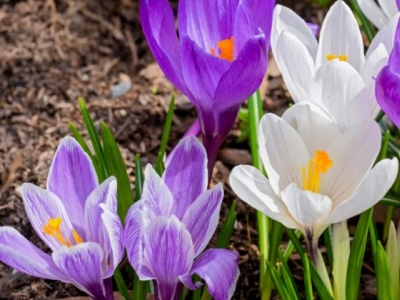 Kalendarium Ogrodnika: marzec