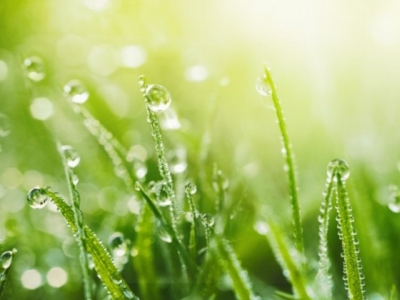 Zielono mi..., czyli jak zakładać trawnik