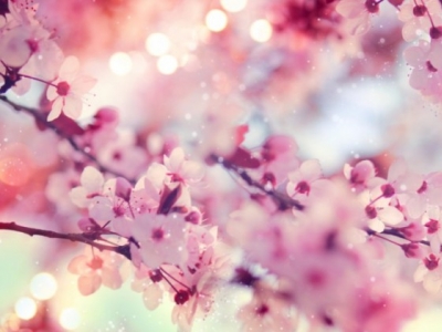 Kalendarium Ogrodnika: maj