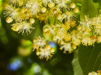 Kalendarium Ogrodnika: lipiec