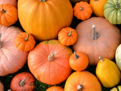 Kalendarium Ogrodnika: październik